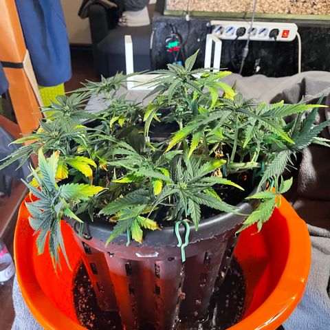 Palma II 🌴 growlog timeline photo