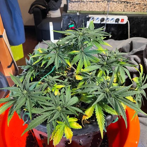 Palma II 🌴 growlog timeline photo