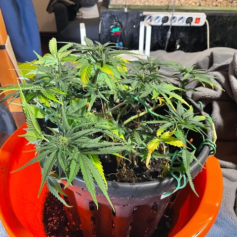 Palma II 🌴 growlog timeline photo