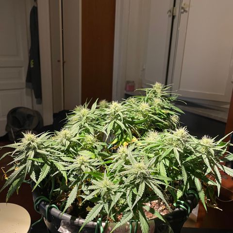 Palma II 🌴 growlog timeline photo