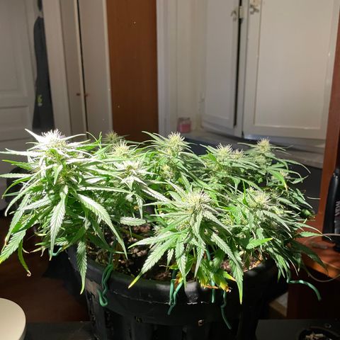 Palma II 🌴 growlog timeline photo