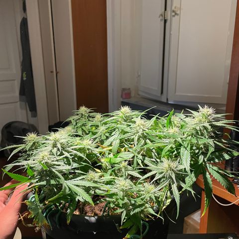 Palma II 🌴 growlog timeline photo