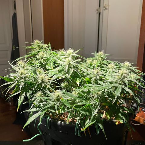 Palma II 🌴 growlog timeline photo