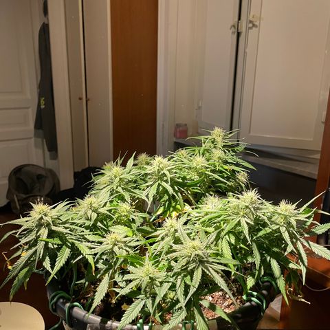 Palma II 🌴 growlog timeline photo