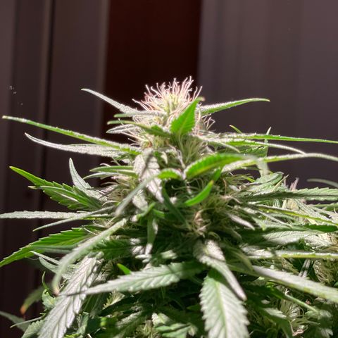 Palma II 🌴 growlog timeline photo
