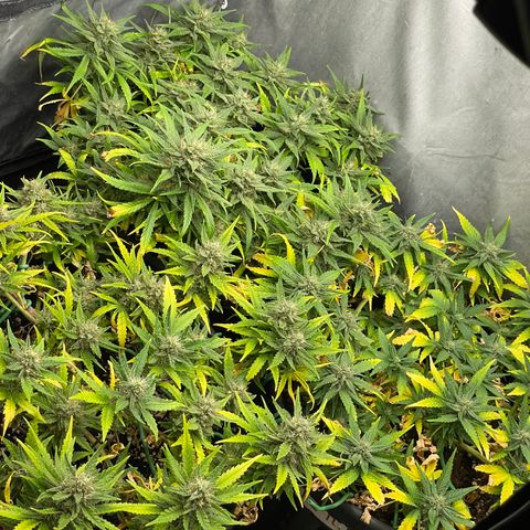 Palma II 🌴 growlog timeline photo