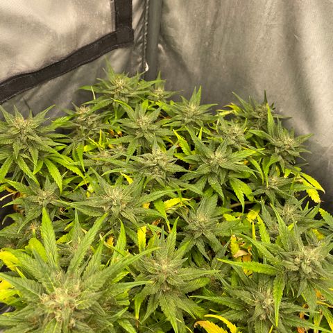 Palma II 🌴 growlog timeline photo