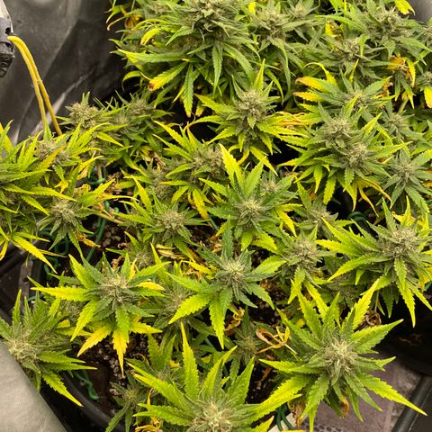 Palma II 🌴 growlog timeline photo