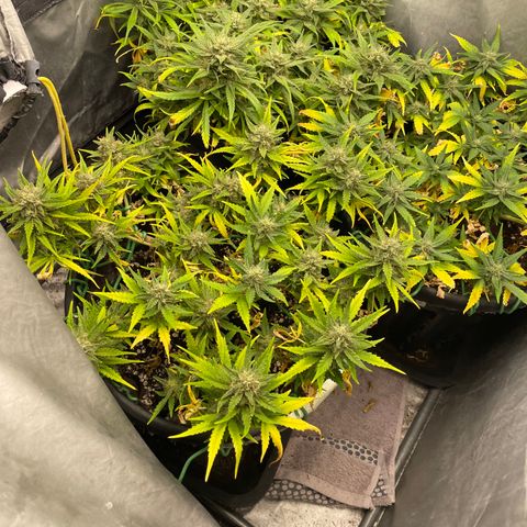 Palma II 🌴 growlog timeline photo