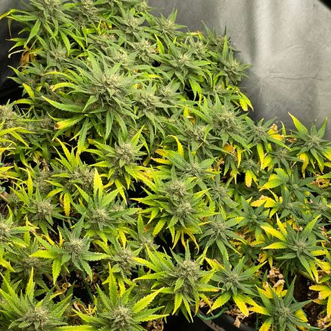 Palma II 🌴 growlog timeline photo