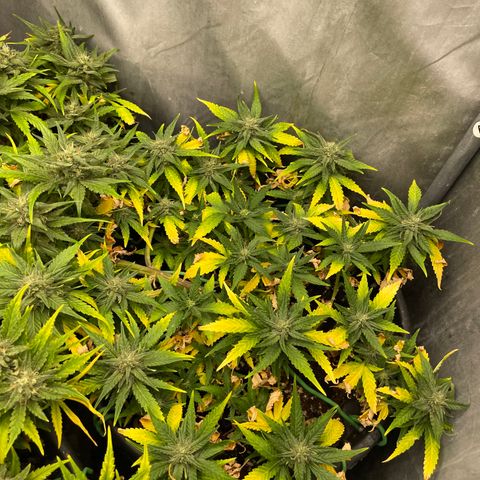 Palma II 🌴 growlog timeline photo