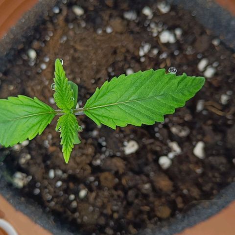 Shogun 1 growlog timeline photo