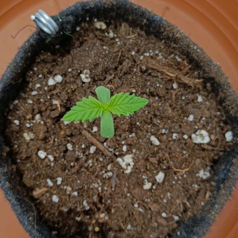 Shogun 1 growlog timeline photo