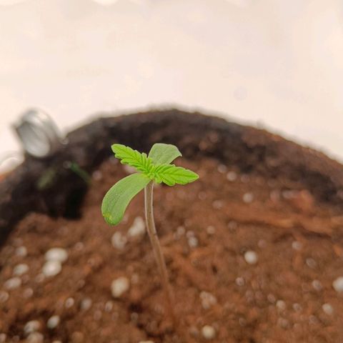 Shogun 1 growlog timeline photo