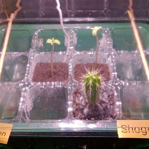 Shogun 1 growlog timeline photo