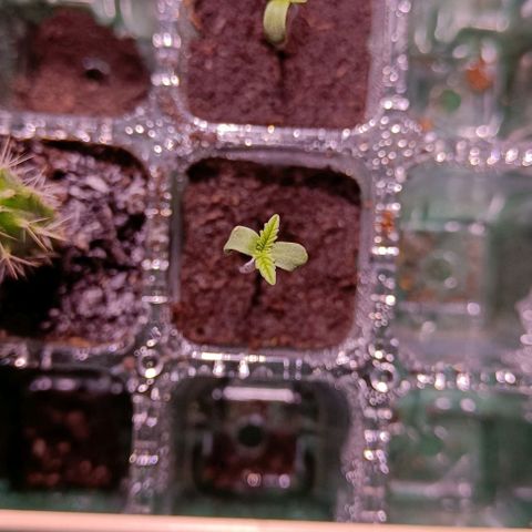 Shogun 1 growlog timeline photo