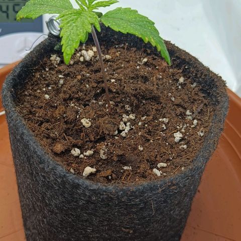 Shogun 1 growlog timeline photo