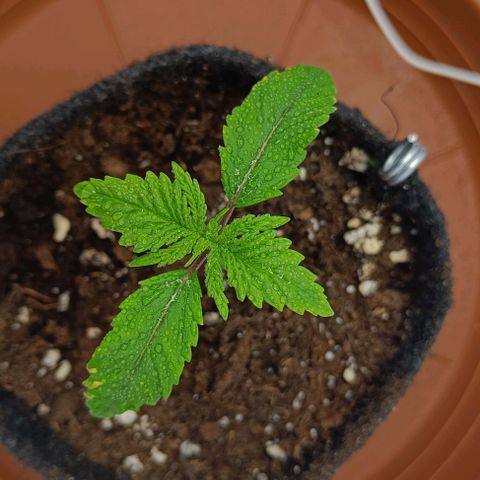 Shogun 1 growlog timeline photo