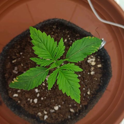 Shogun 1 growlog timeline photo