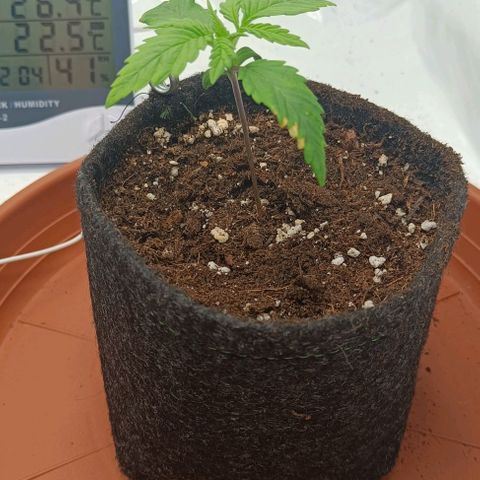 Shogun 1 growlog timeline photo