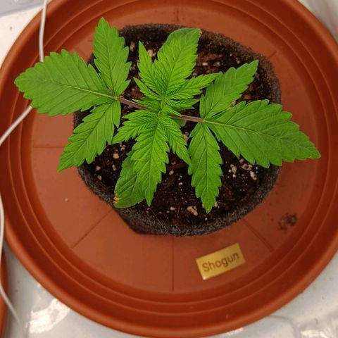 Shogun 1 growlog timeline photo