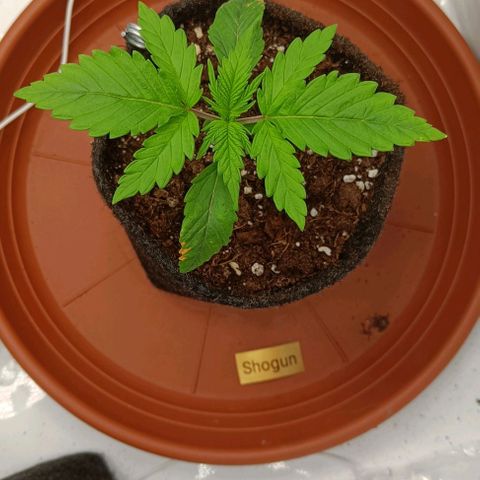 Shogun 1 growlog timeline photo