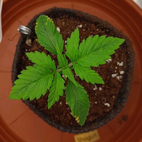 Shogun 1 growlog timeline photo