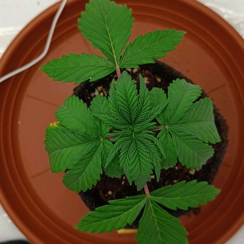 Shogun 1 growlog photo: Umgetopft