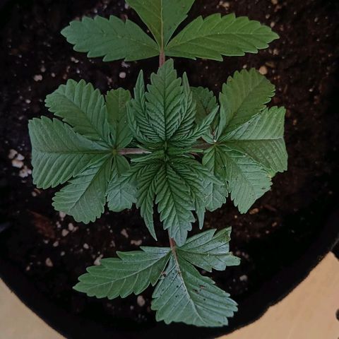 Shogun 1 growlog photo: Umgetopft