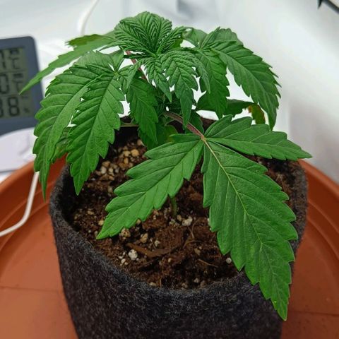 Shogun 1 growlog photo: Umgetopft