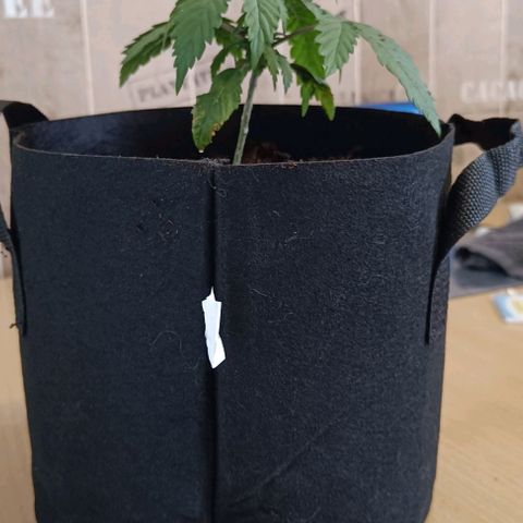 Shogun 1 growlog photo: Umgetopft