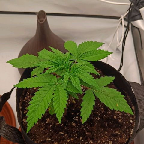 Shogun 1 growlog timeline photo