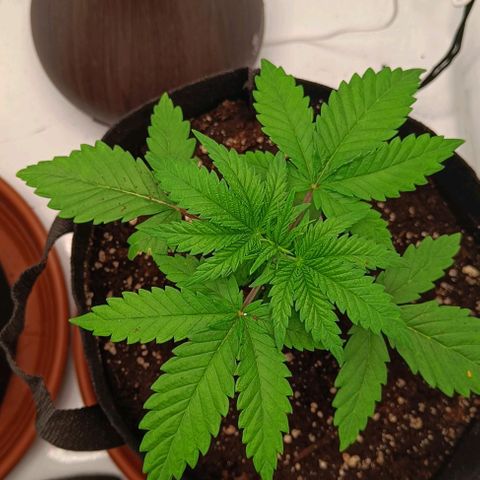 Shogun 1 growlog timeline photo