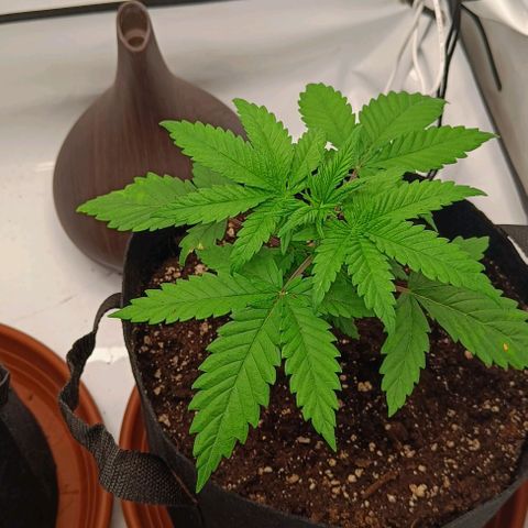 Shogun 1 growlog timeline photo
