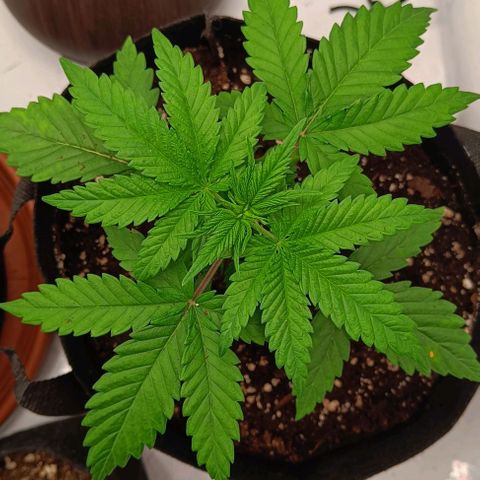 Shogun 1 growlog timeline photo