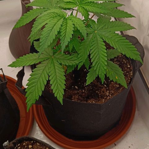 Shogun 1 growlog timeline photo
