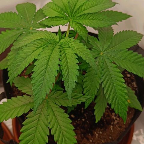 Shogun 1 growlog timeline photo