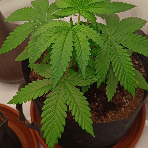 Shogun 1 growlog timeline photo