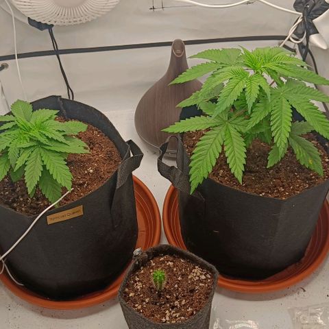 Shogun 1 growlog timeline photo
