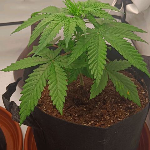 Shogun 1 growlog timeline photo