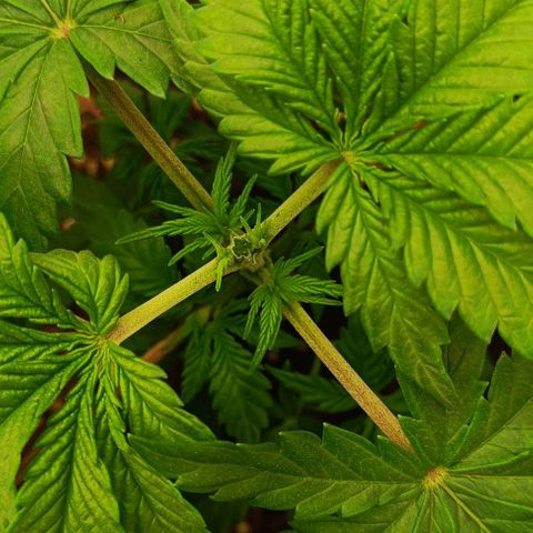 Shogun 1 growlog timeline photo