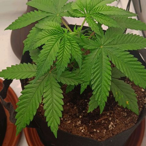 Shogun 1 growlog timeline photo