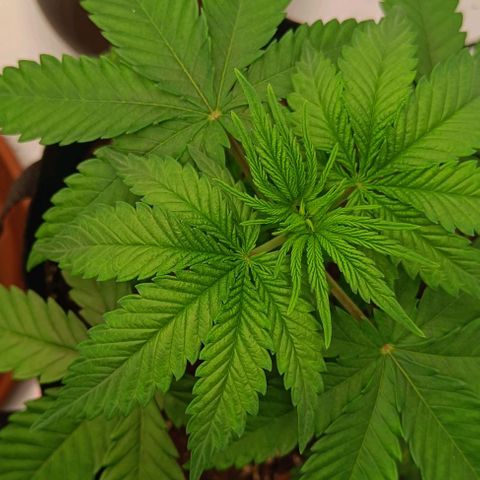 Shogun 1 growlog timeline photo