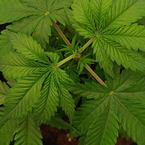 Shogun 1 growlog timeline photo