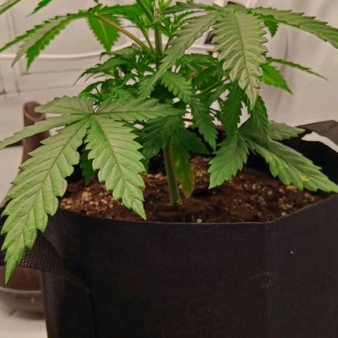 Shogun 1 growlog timeline photo