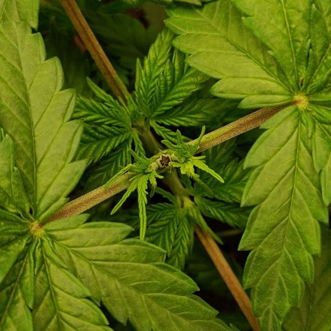 Shogun 1 growlog timeline photo