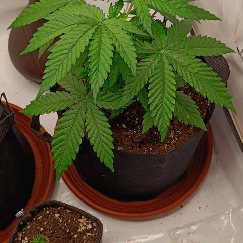 Shogun 1 growlog timeline photo