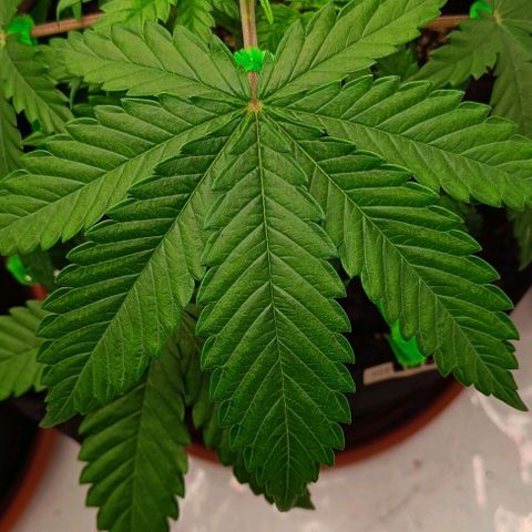Shogun 1 growlog photo: Training
