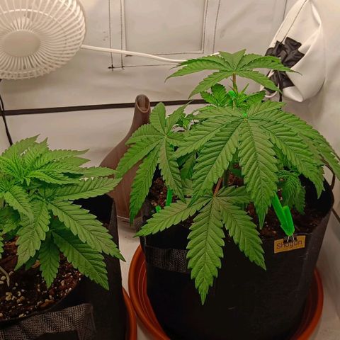 Shogun 1 growlog photo: Training