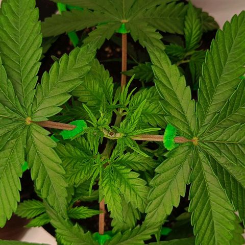 Shogun 1 growlog photo: Training